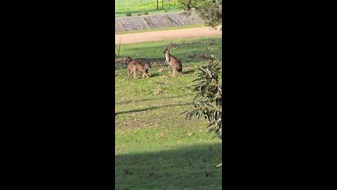 Kangaroos fighting