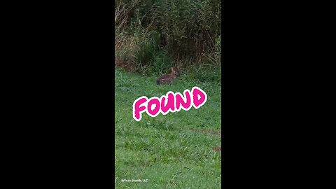 Bunny Found!