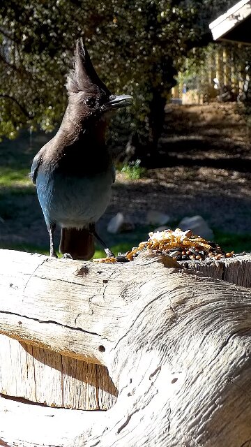 Steller's Jay 🐦Woodshed Buffet