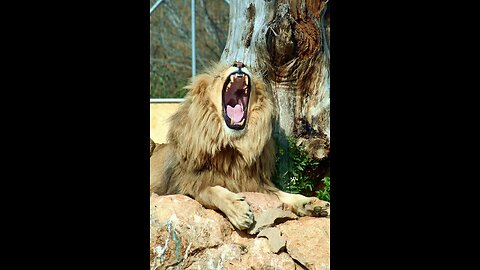 Time To Pray. God is as a Roaring Lion right now!!! US bombed Iran as I made this video. WW3 Alert!