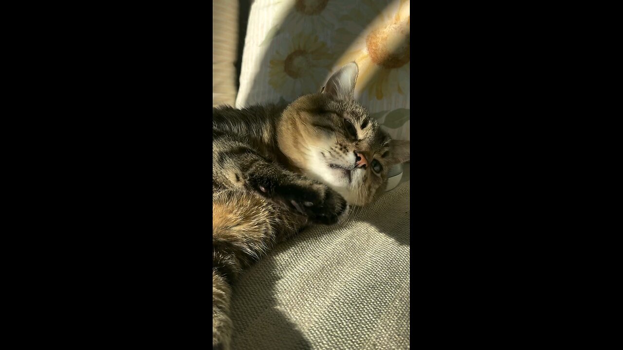 purrfect meowssage..😹😇🐈