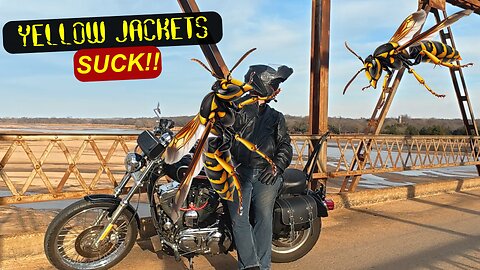 Yellow Jackets Suck