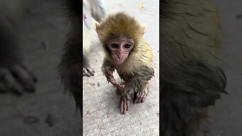 Baby monkey drying his fur after swimming