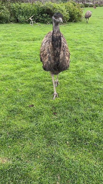Emu bird