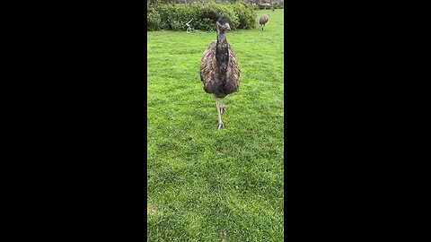 Emu bird