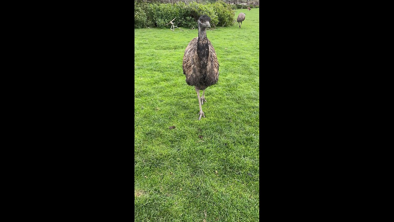 Emu bird