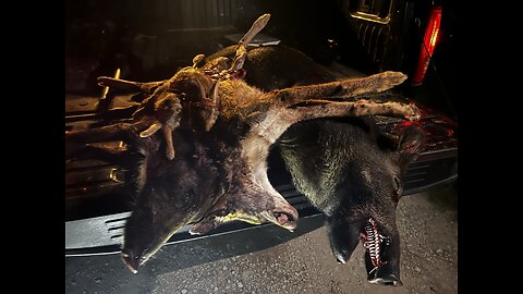 Hog hunt