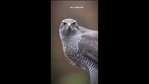 bird hunter