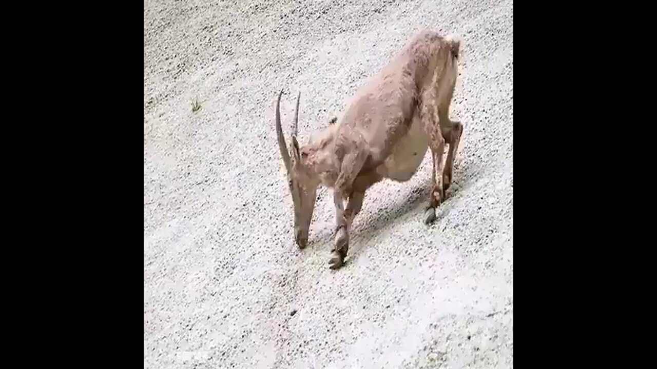 Goats defy physics 🐐