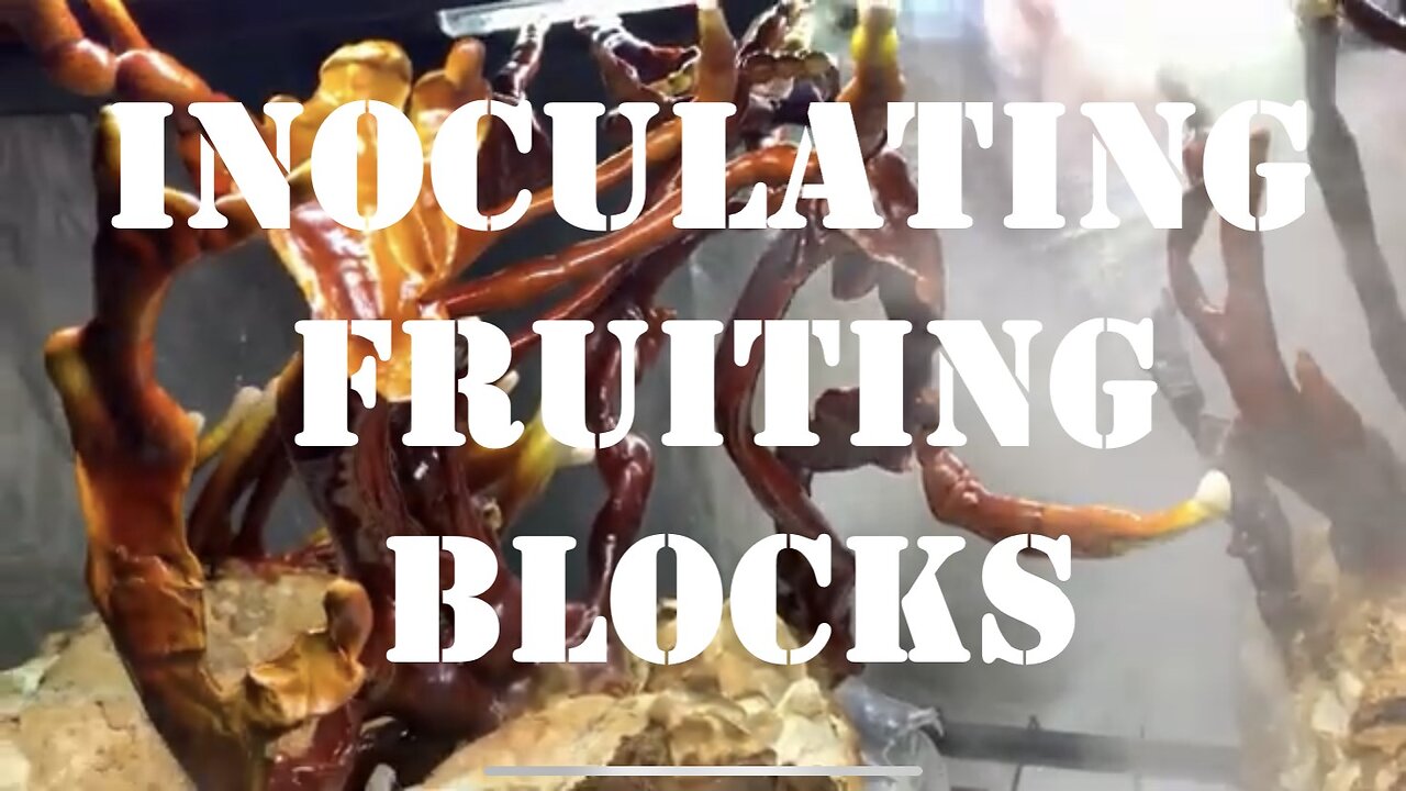 Inoculating Fruiting Blocks