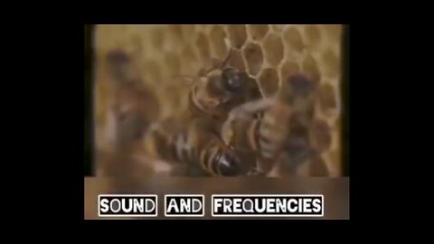 HONEY BEE FREQUENCYS