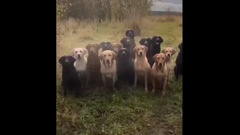 Dogs Are Smart.... They Come When They're Called