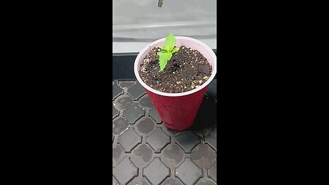 Gorilla Cookies day 6