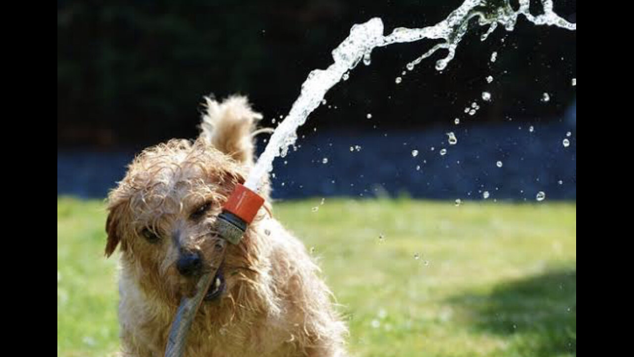Water and doggo