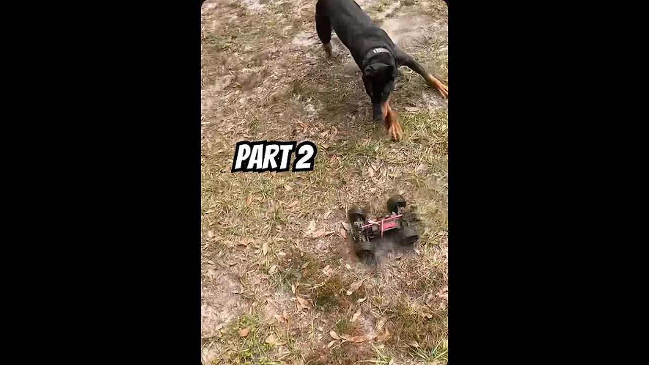 Doberman RC Chase Movement 2: The First Fooling | Hall of the Mountain King 🐾🎻