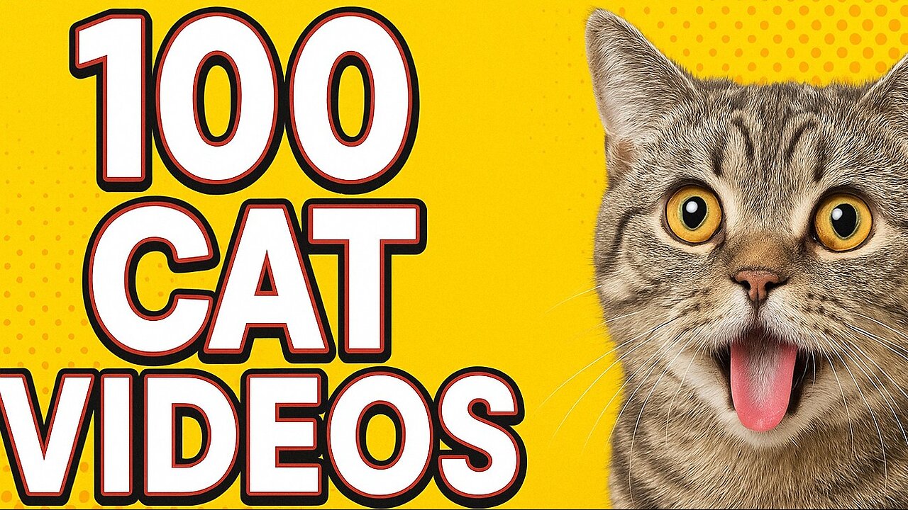 100 Cat Videos - Cats Funny Videos