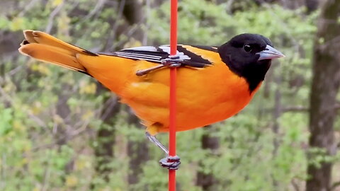 Oriole Up Close, Eating Jelly
