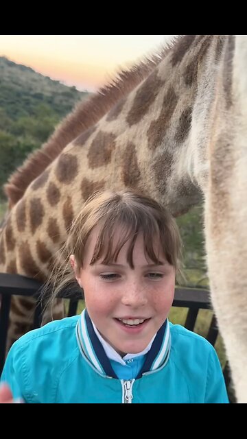 Look at this amazing giraffe bull - their ossicones are not horns they are made from keratin!