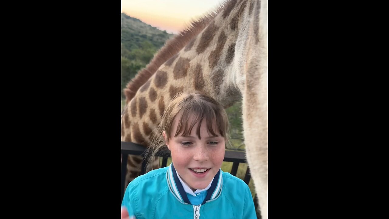 Look at this amazing giraffe bull - their ossicones are not horns they are made from keratin!