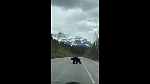 Bear Crossing along Jasper-Banff National Park
