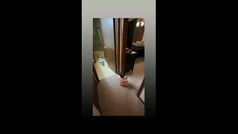 लवली विडिओ