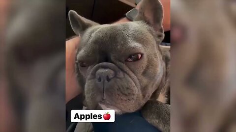 😂 Comedy Animal Videos / Funny Dogs and Cats Videos 😺🐶 Extreme Comedy / Funniest Animals 2025 😂