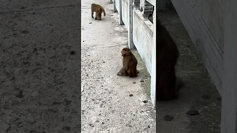 Even in difficult situations, we must try our best to keep up with the group of monkeys.