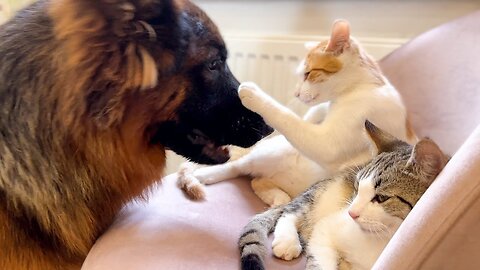 German Shepherd Plays with Funny Cats