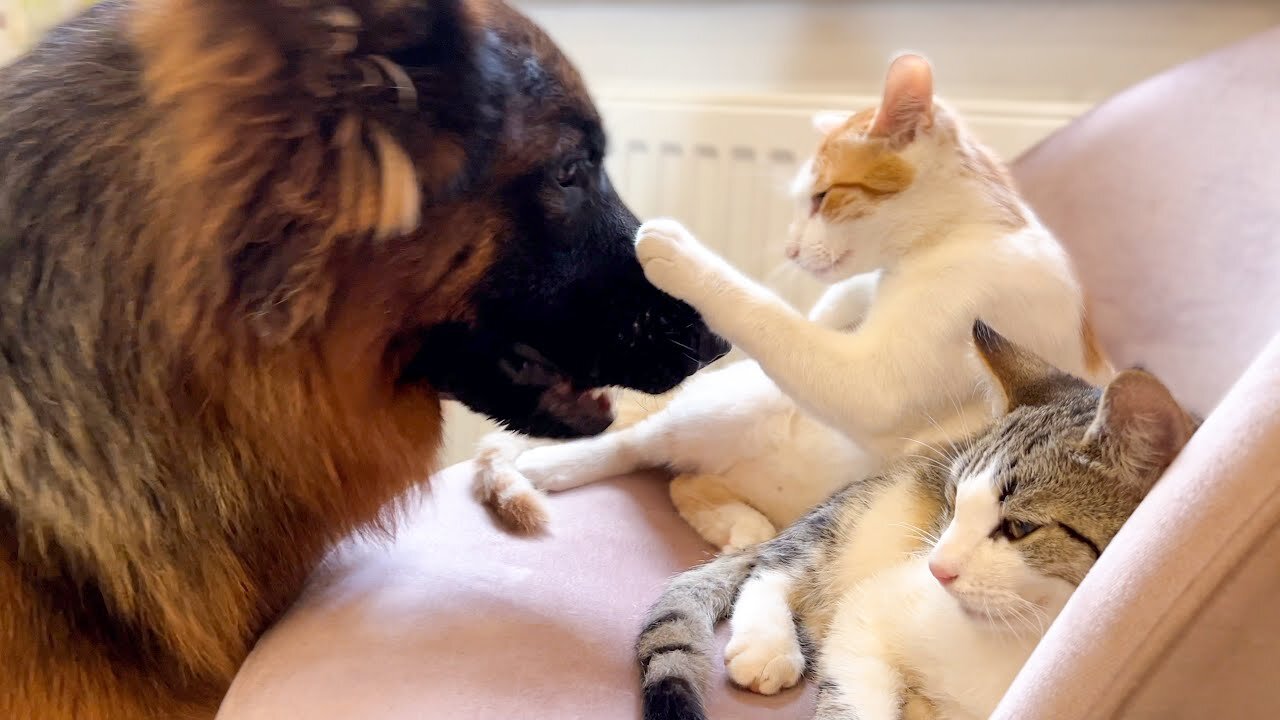 German Shepherd Plays with Funny Cats