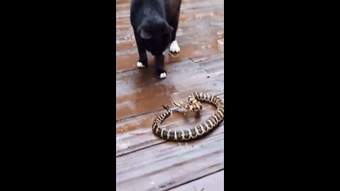 Cat vs Snake