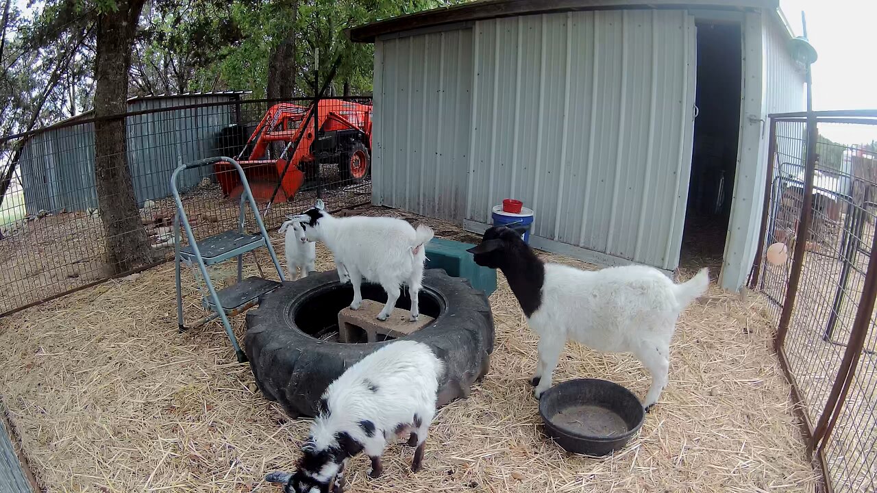 Mini goats head bump practice