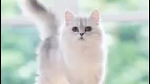 The cat seems to be dancing