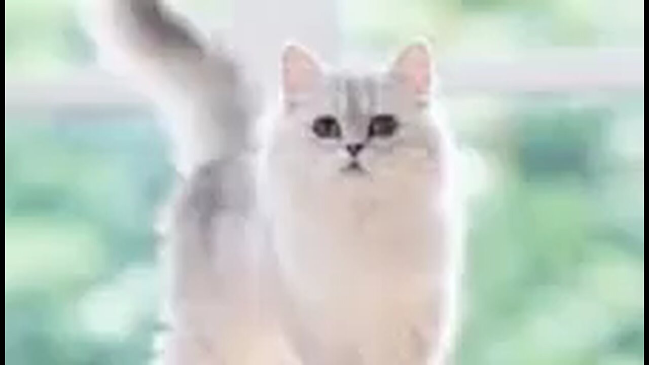 The cat seems to be dancing