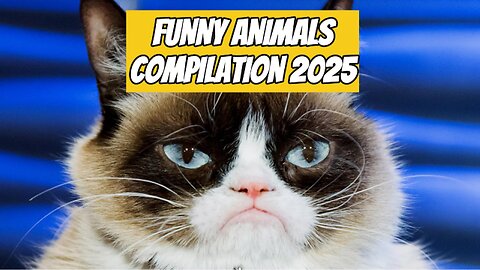 Funny animals compilation 2025 • Ultimate Hilarious animals!😂