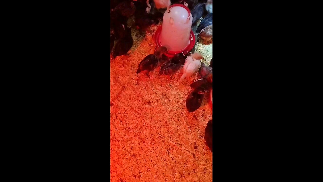 Cute Chicken