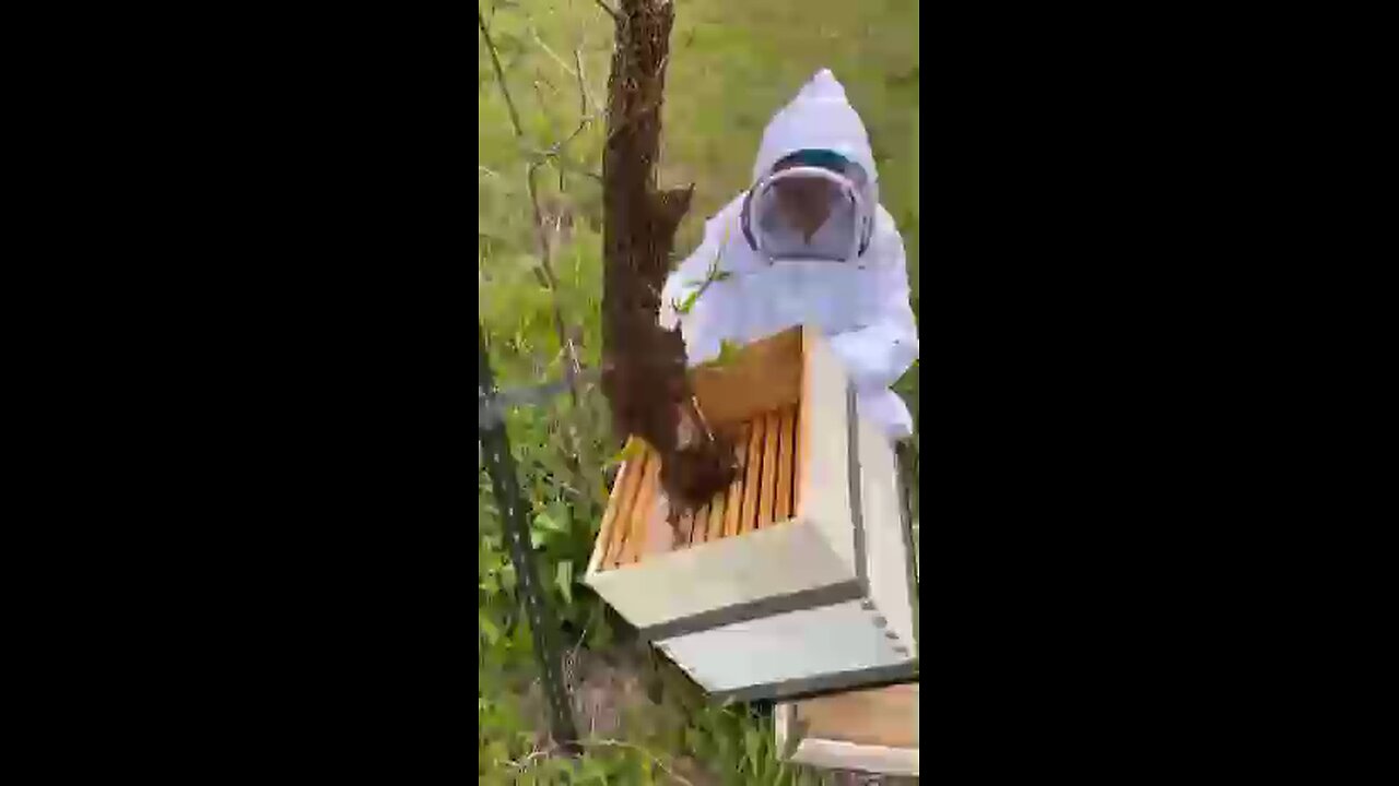 BEE SWARM RESCUE