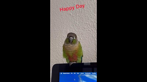 Parrot does not ask much!