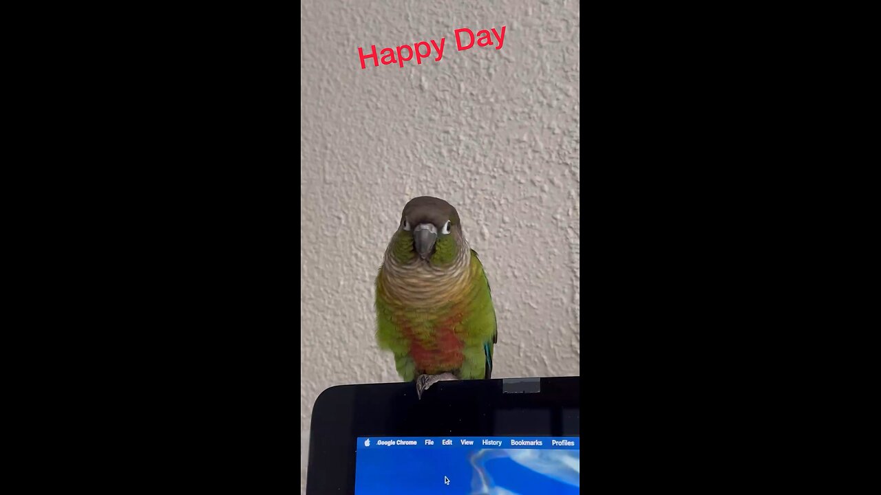 Parrot does not ask much!