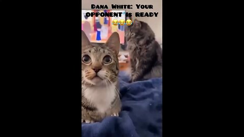 WARNING: You’ll Laugh in 3 Seconds 😹 (Try Not to!)