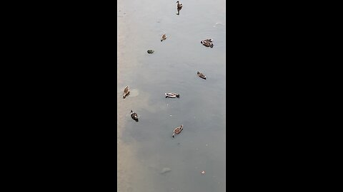 Mallard Ducks 🦆 #mallardducks #followme #ducks #shorts #trending #viral #duck