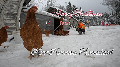 Clips throughout the week | Merry Christmas!