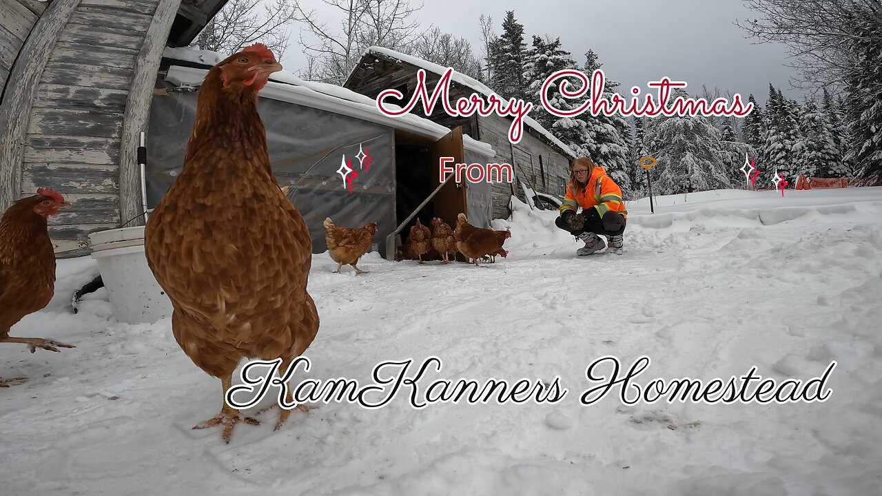 Clips throughout the week | Merry Christmas!