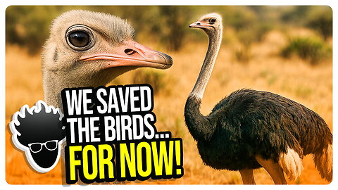 HUGE WIN! The British Columbia Ostriches are SAFE! At Least for Now... Viva Frei Vlawg