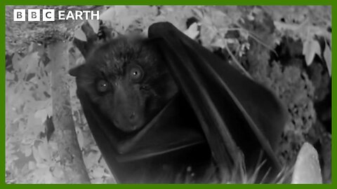 A Night Vision Flight with a Flying Fox | Animals With Cameras | BBC Earth