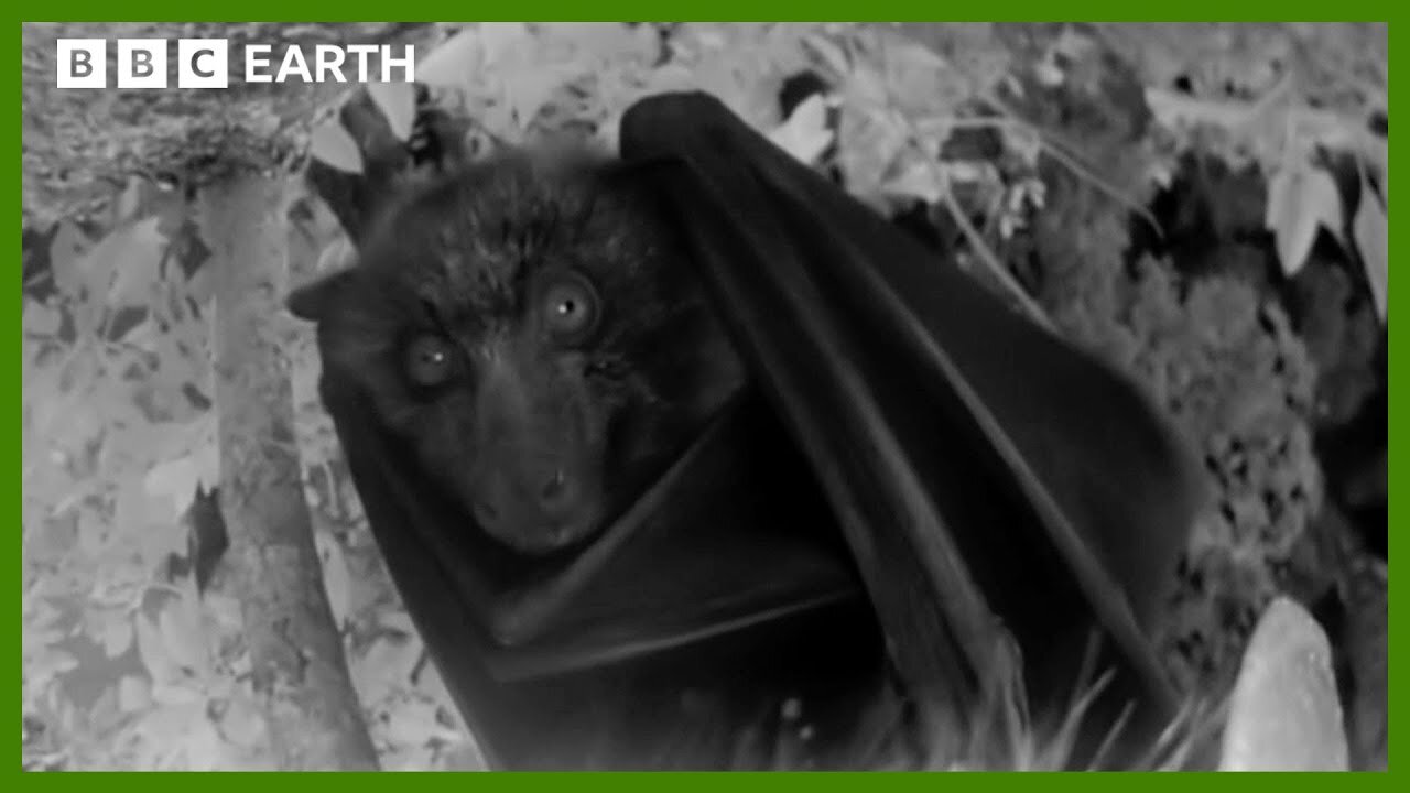 A Night Vision Flight with a Flying Fox | Animals With Cameras | BBC Earth