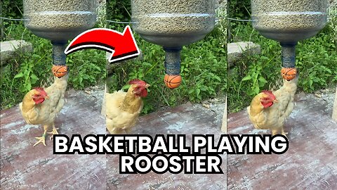 Well trained chickens #tricks #smart