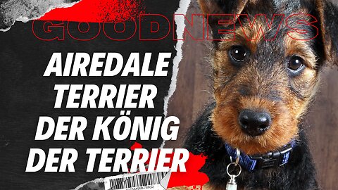 🎥 Airedale Terrier – Der König der Terrier 👑🐶#tiere #deutsch #goodnews