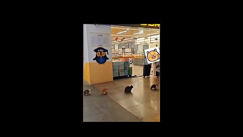 Please Get in queue🐈🐈🐈🐈😀♥️