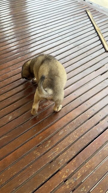 Cute puppies for you 😘 #cute #puppies #foryou