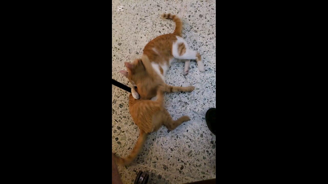 Sweetie & Tiger